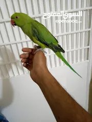  6 انثى دره هندي منتجه