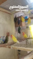  1 مجموعة طيور روز