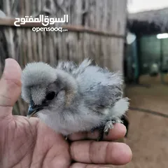  5 صيصان للدجاج الحبحب الكويتي