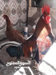  1 ديچ ودجاجه عرب