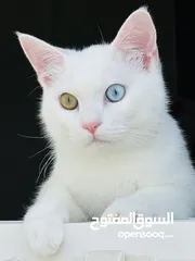  1 قط ذكر للتبني