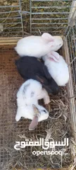  5 كوم اناث أرانب للبيع