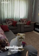 2 طقم كنب 7 مقاعد للبيع بداعي السفر بسعر مغري لون بترولي مع ستارة لون رمادي وسجادة من نفس اللون