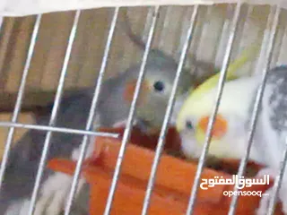  1 حوز كوكتيل مرتب بايض عتبديل ياعلا جوز سنغالي يا علا حبه شرين شيك اليفه عجينه عل ايد
