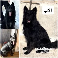  1 جيرمن رويال بلاك -  German Shepherd Royal Black