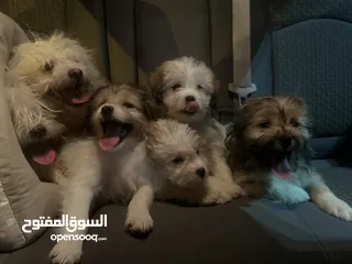  5 Maltese puppy 1.5 months old