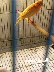  6 4 جواز كنار