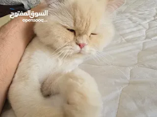  5 Cats for Adoption