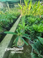 27 شتلات زينه نباتات داخليه Indoor plants
