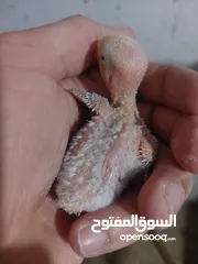  4 فراخ روز طفرات مميزة للزق اليدوي أقرا التفاصيل/ كوكتيل حب جرين شيك اليف جوز فحل طيرة فرخ هدد زق يدوي