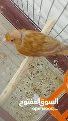  22 جوز كنار نحاسيات نار
