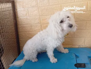  4 كلب  فرنش تيرير