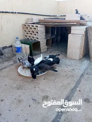 1 حمام عدد 13طير