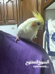  1 ببغاء  كوكتيل بدون قفص