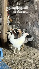  5 للبيع دجاج محلي