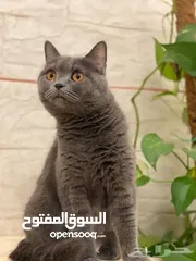  1 قط للبيع  قابل للتفاوض