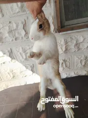  3 أرانب ذكور للبيع