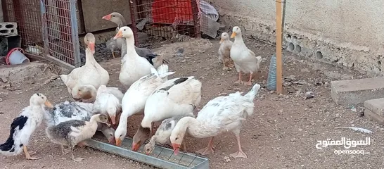  7 موجود وز وبط قطعه وحده