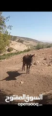  3 كر للبيع عمره سنه تقريبن