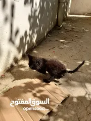  1 قطط للبيع مجانا بسبب عدم تامين الحاجات لها