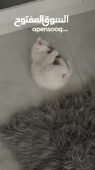  2 قطة بيضاء شيرازية white shirazi kitty