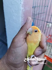  13 جوزين فيشر و روز الأسعار في الأسفل