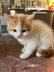  2 Mix Turkish/Persian kitten