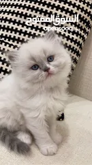  1 هملايا مكس شانشيلا ذكر وانثى
