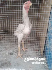  2 ديك الماني عمر 7 شهور ع وجهه شغل