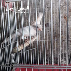  1 5 مخاليق أعمارهم 9 اشهر