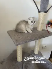  17 سكوتش تريبل فولد وستريت