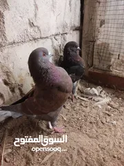  1 حمام زوج مراوس