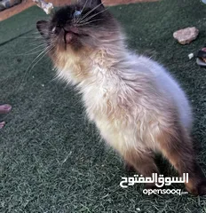  5 قطه هملايا حلوه وأليفه