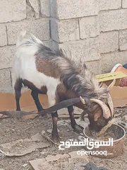  3 البيع  صخل قطري