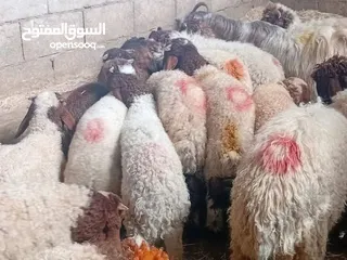  4 نبدأ بصلاة عل رسول الله  عرووووض   -عرووووض-عروووض  بمناسبة عيد الاضحى المبارك