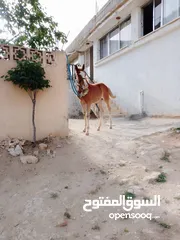  4 مهرين للبيع