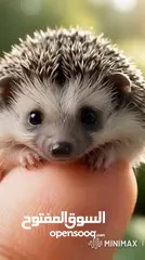  16 جوز قنفذ  وسلحفاه و قطه كتنز و بطه عدد 3 بطات  قنافذ اليفه و سلاحف بريه تربيه منزليه لقطه كوم هامستر
