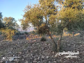  12 ارض للبيع فى عصيرة الشمالية، طابو نابلس، كوشان مستقل لخمسة اسخاص، كل شخص يضع سنسال على حصته
