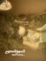  1 فراخ  كوكتيل و روز وحب إنجليزي