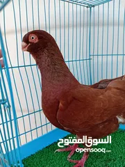  8 متاح فحل قرقاطي وطيره مصريه حمره شغالات