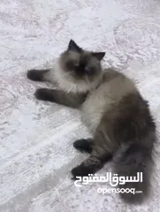  3 قطه هملايا للبيع سعر 50 الف