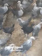  3 فرخات دجاج عمر شهر ونص