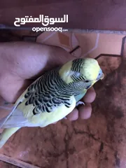  8 فحل حب شبه الف سعر مغري جدااا