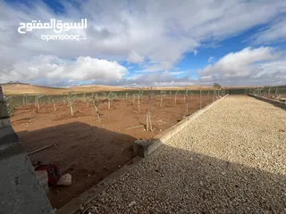 16 مزرعه زيتون منطقه قعفور