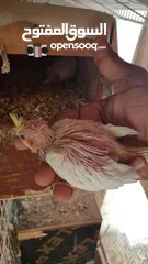  1 cocktail chick