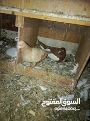  15 طيور حمام للبيع