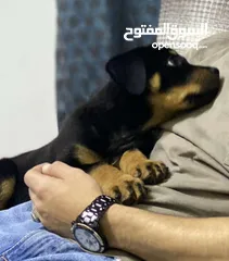 2 ذكر روت وايلر