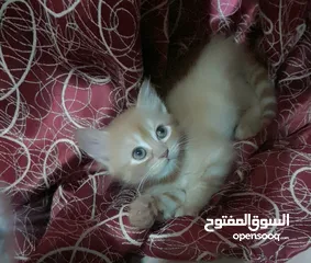  3 Persian cat for adoption