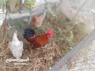 5 السلام عليكم ديج ودجاجتين عرب اصلي سعر ب45 مكاني ناصريه مركز