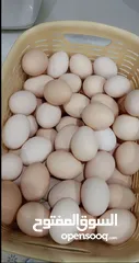  1 للبيع بيض محلي